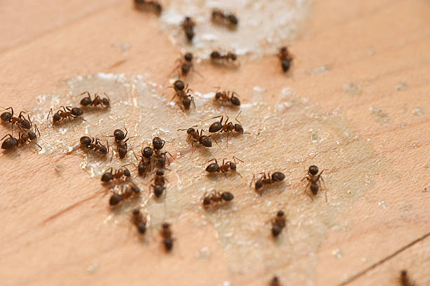 Best Affordable Pest Control Services  in Tlassee, AL